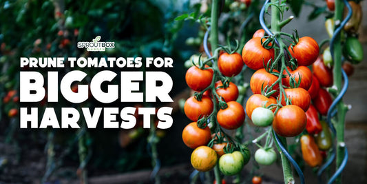 How to Prune Tomato Plants for a Bigger Harvest