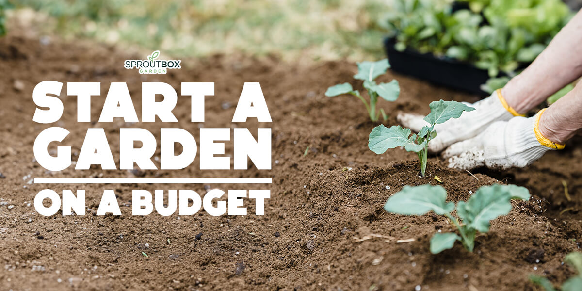 How to Start a Garden on a Budget: Tips for Thrifty Green Thumbs