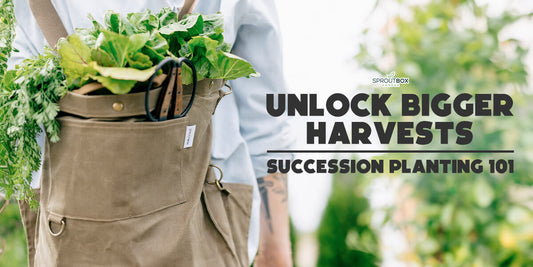 Unlock Your Gardenβs Full Potential with Succession Planting