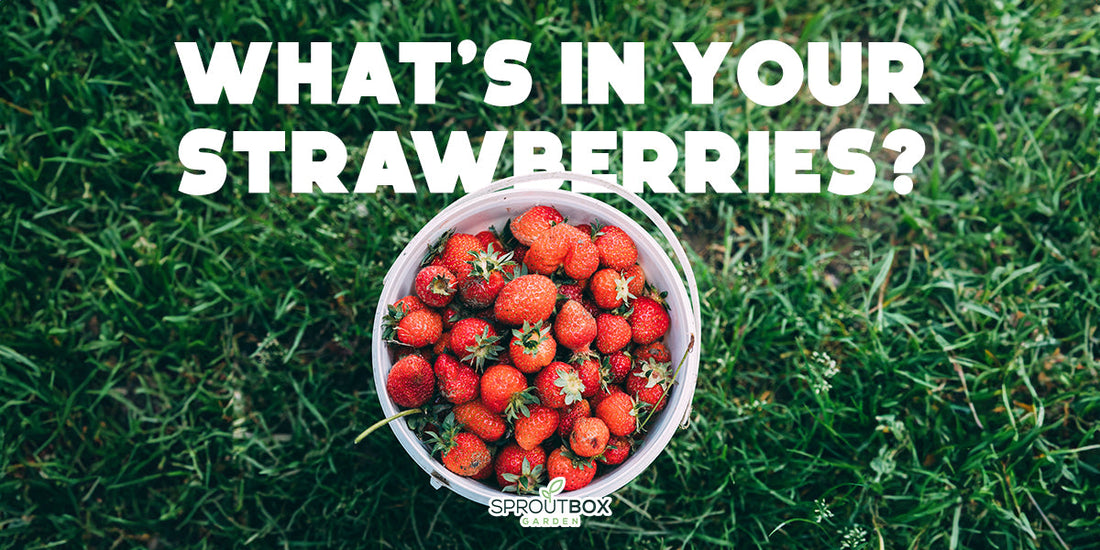 How Many Ingredients Are in Your Strawberries?