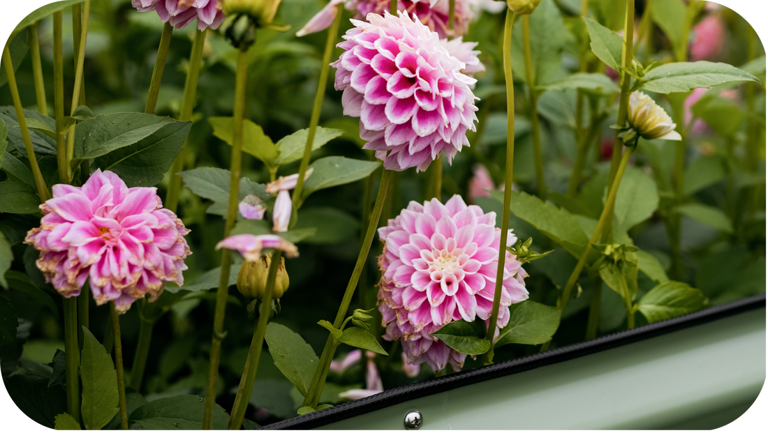 The Planet Loves Raised Bed Gardening, and So Will You