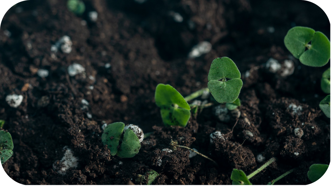 The Truth About Sustainable Gardening