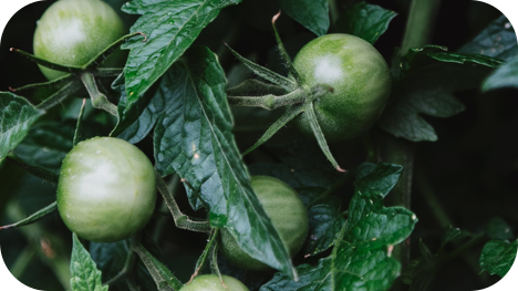 Seven Reasons Why Your Grandparents Loves Raised Bed Gardening