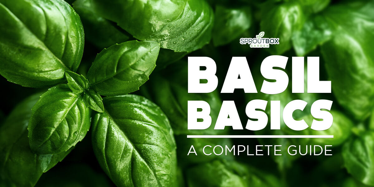 Basil Basics: A Complete Guide to Growing, Caring for, and Harvesting ...