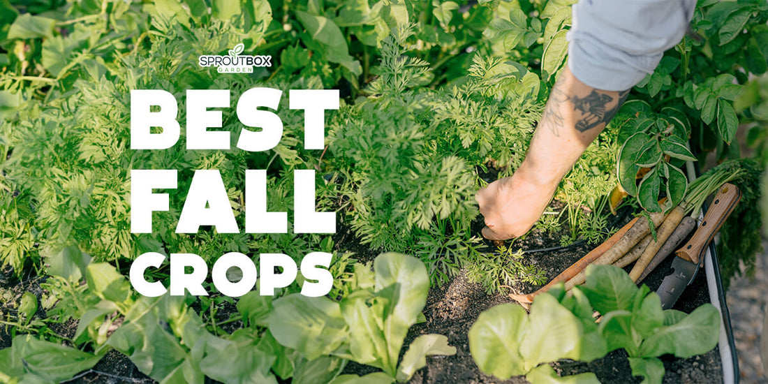 Fall Gardening: Keep Your Garden Thriving All Year Long