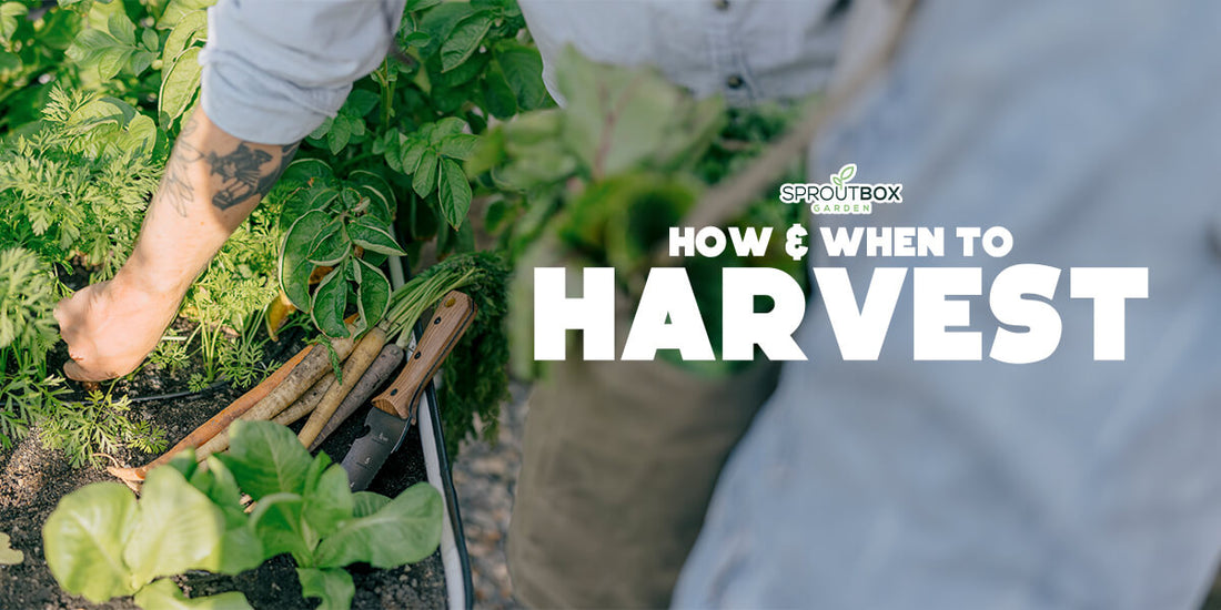The Ultimate Guide to Harvesting Your Garden: When and How to Pick Common Crops