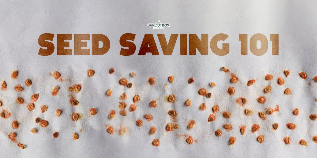 How to Save Seeds from Summer Harvest: A Beginner’s Guide