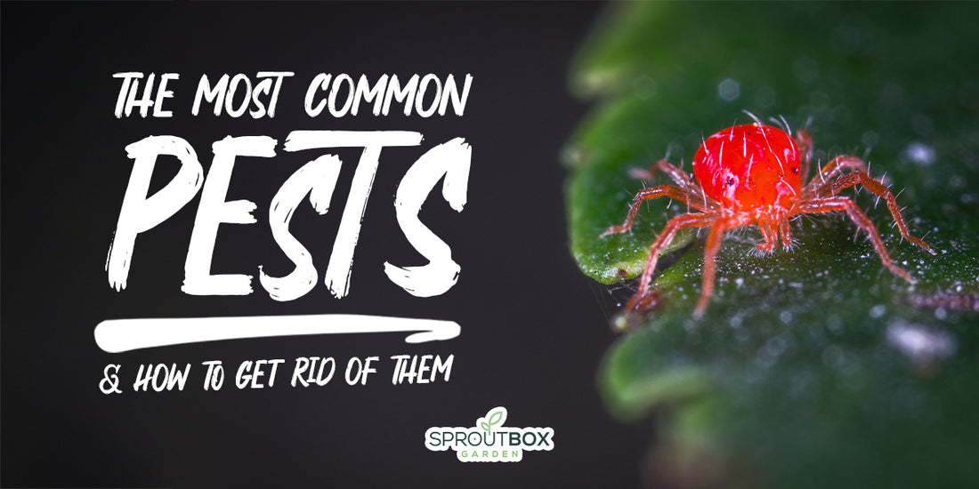 The Most Common Garden Pests and How to Deal with Them