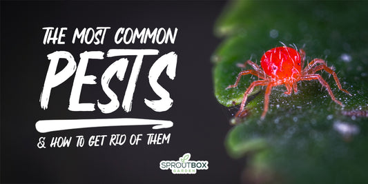 The Most Common Garden Pests and How to Deal with Them