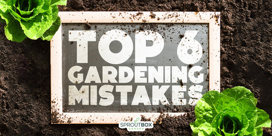 Avoid These 6 Common Mistakes When Raised Bed Gardening