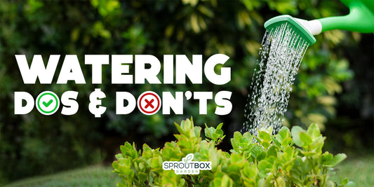The Dos and Don'ts of Watering Your Garden