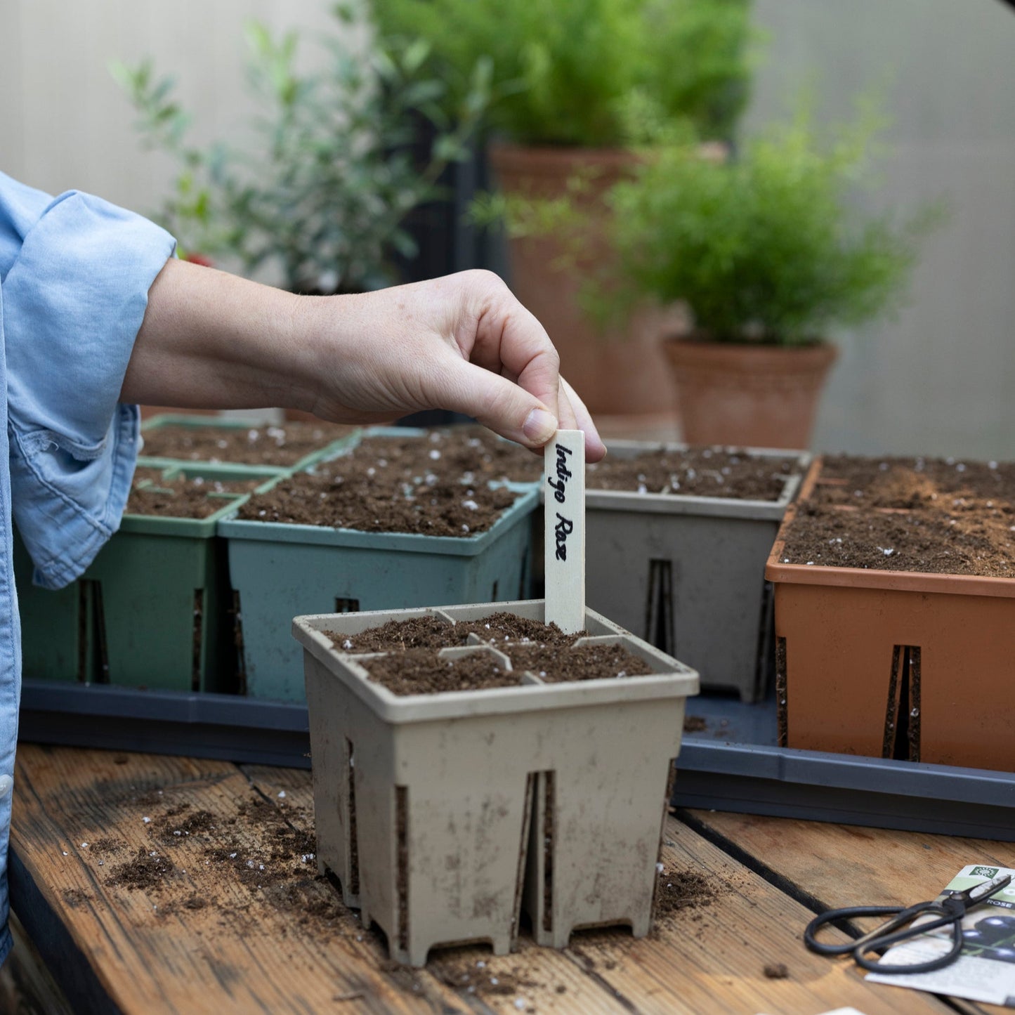 4-Cell Seed Starter Set