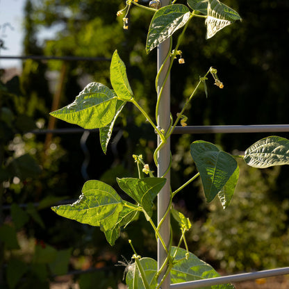 Arch Garden Trellis