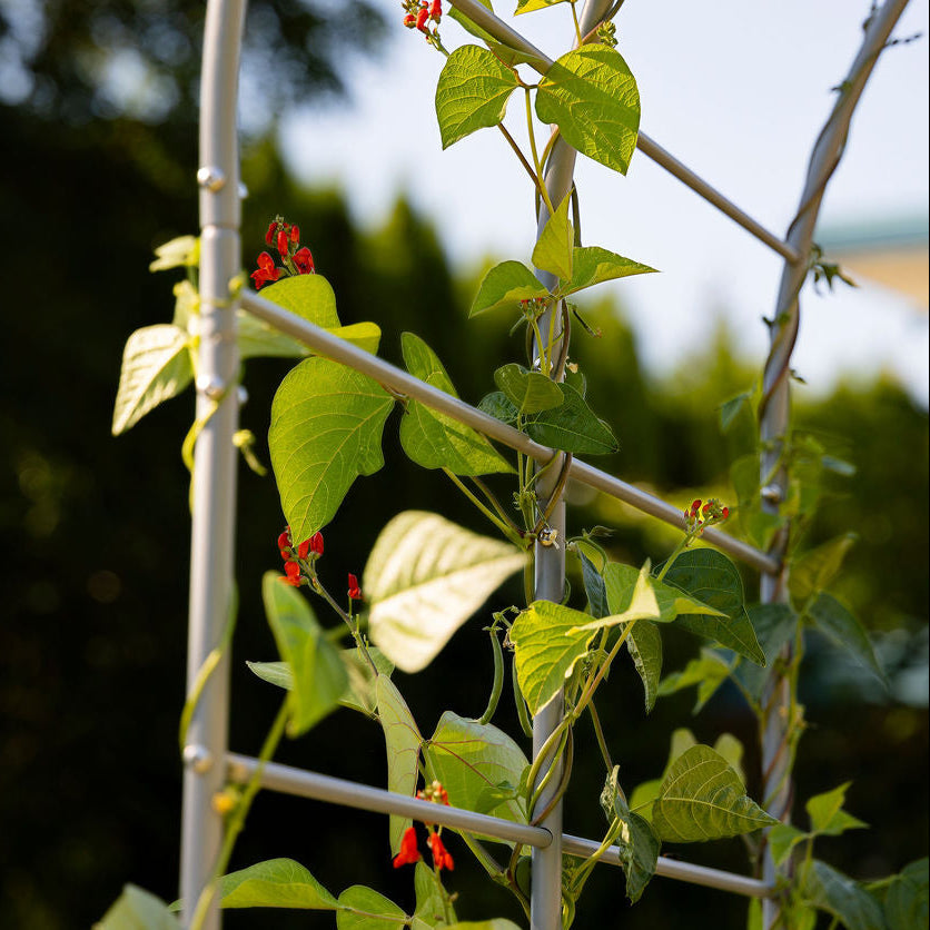 Arch Garden Trellis