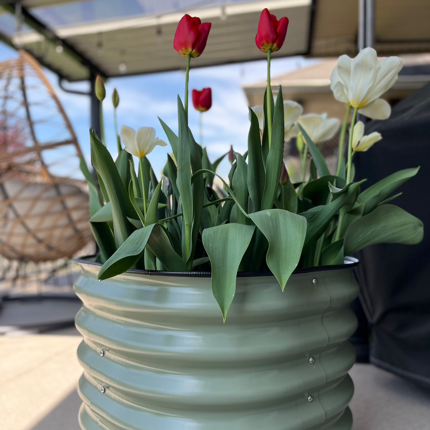 17" Tall Rolling Planter