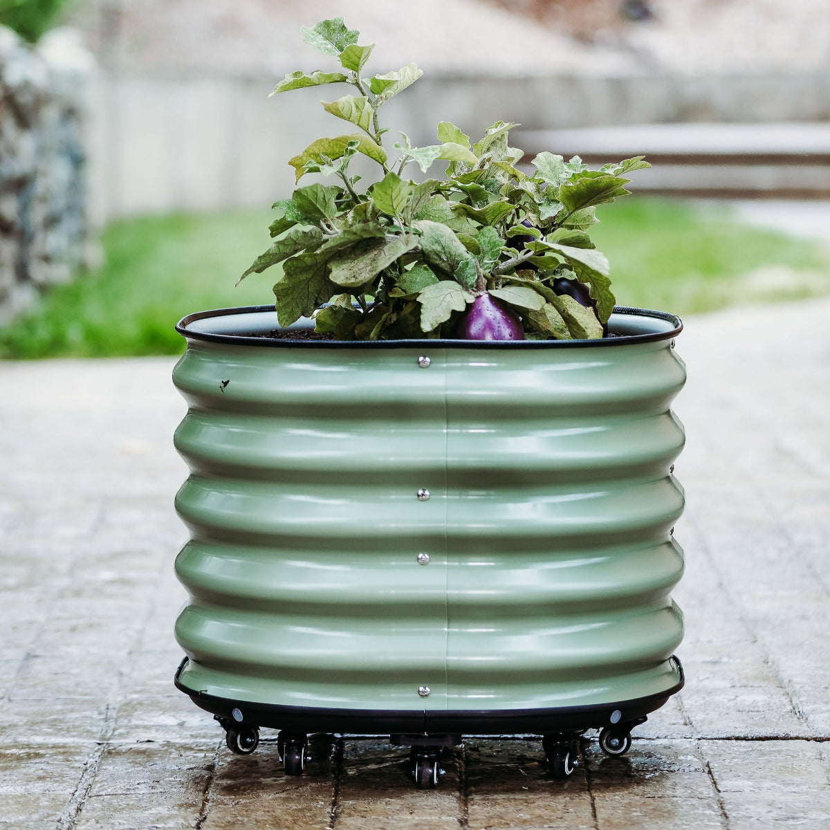 Raised Garden Beds Canada | Metal Garden Boxes | Sproutbox Garden