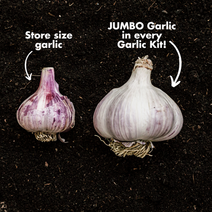 Mind and Soil Garlic Kit