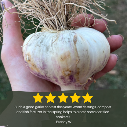 Mind and Soil Garlic Kit