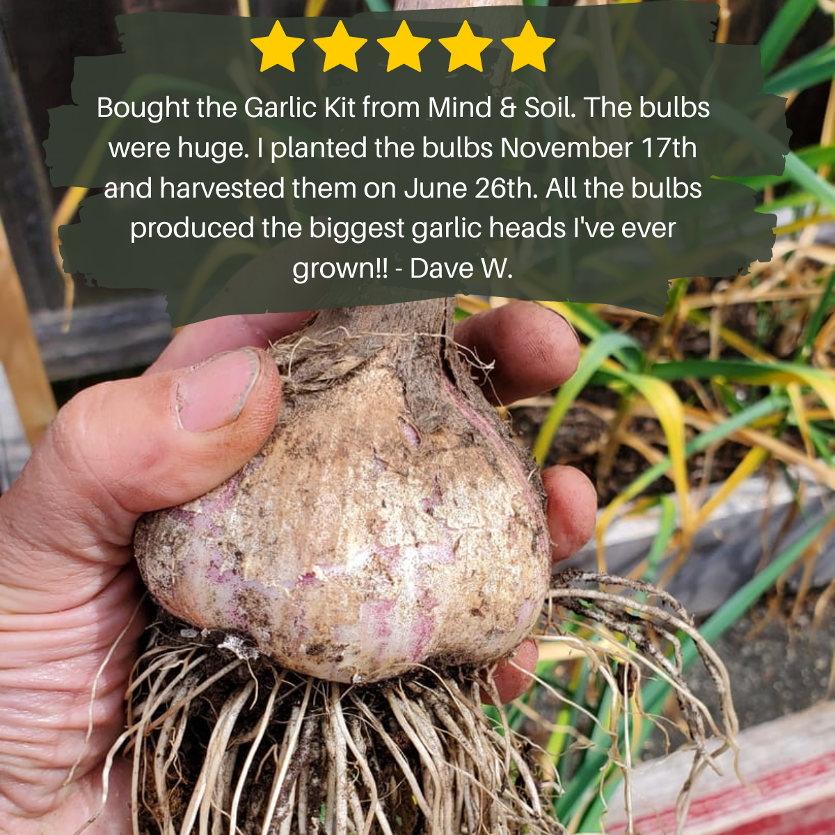 Mind and Soil Garlic Kit