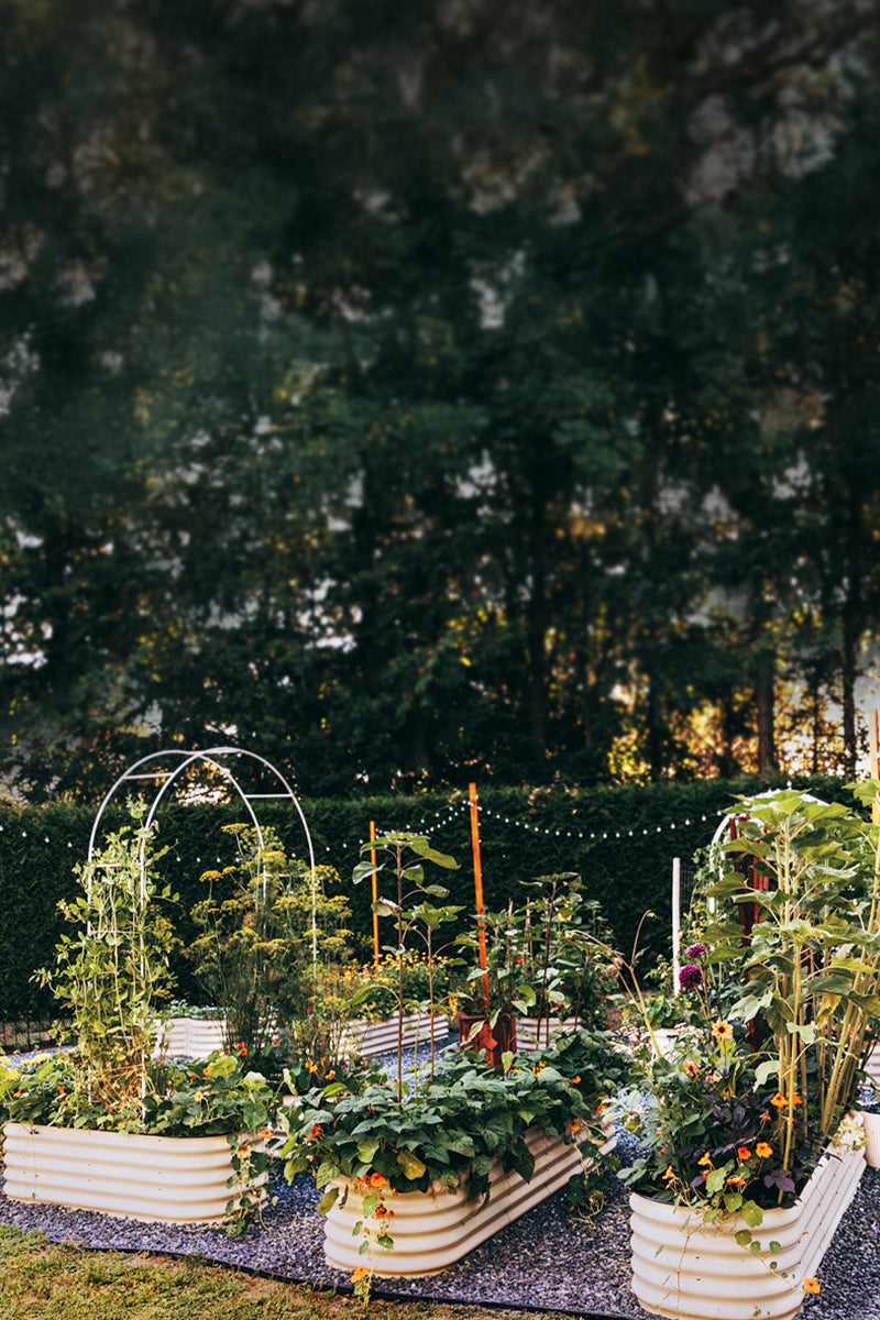 Raised Garden Beds Canada | Metal Garden Boxes | Sproutbox Garden